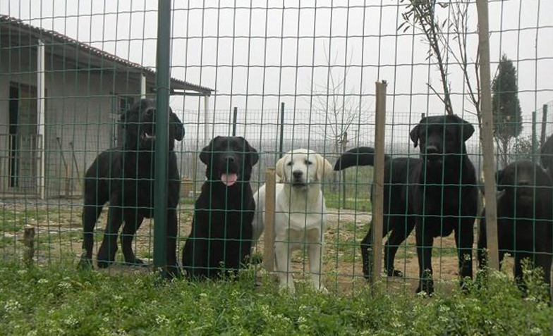 養(yǎng)殖鐵絲網(wǎng)