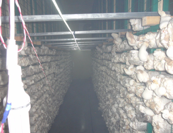 發菌房網架 發菌房網架