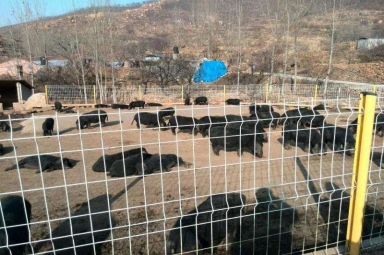 家用養(yǎng)殖護欄網(wǎng)